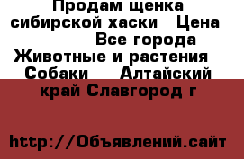 Продам щенка сибирской хаски › Цена ­ 8 000 - Все города Животные и растения » Собаки   . Алтайский край,Славгород г.